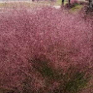 Meet your Posher, Lorelei